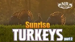 Wildlife Photography - Amazing Wild Turkey Encounter