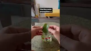 Water propagation of kalanchoe leaf #reelsinstagram #reelviral #reels #kalanchoeplant