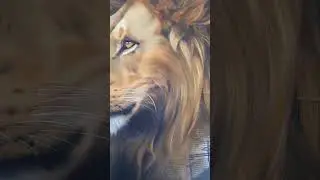 How To Paint A Lion Fur Easily || How To Paint Lion Step By Step || How To Paint Lion Face #shorts