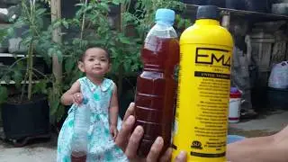 CARA MEMBUAT MOLASE SENDIRI