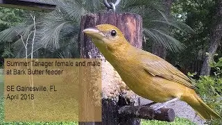 Summer Tanager pair at Bark Butter April 2018