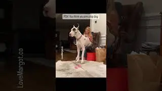 Lap dog ❓🤪