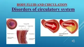 PART 6 #doublecirculation#disordersofcirculatorysystem #neet#11th_biology #body fluid & circulation