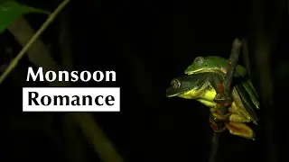 A Monsoon Romance: Malabar Gliding Frog&rsquo;s Mating Dance | Monsoon Wildlife | @RoundglassSustain