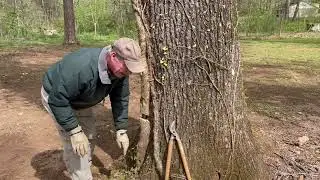 Controlling English Ivy