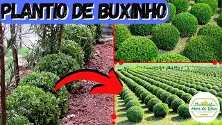 Como plantar mudas de buxinho no jardim (CORRETAMENTE) Fácil e Rápido