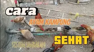 SOLUSI CERDAS ayam kampung sehat tanpa obat jengger merah