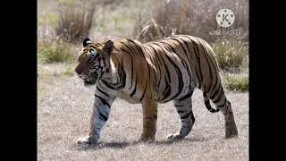 Bengal Siberian Tiger Sound Effects 🐯 🔊 (For Steve Myers)