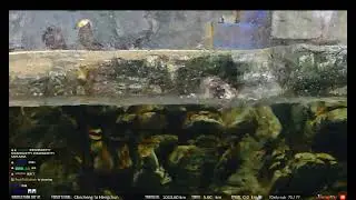 企鵝妹發現海鸚鵡溺水了 Jinny  finds sea parrot drowning