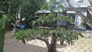 Best Bonsai in the Philippines