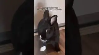 Smart rabbit expects more than one treat #bunny #rabbit #freeroamrabbit #animal