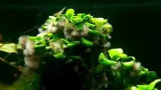 Anubias Mini mit extremen Algenbefall