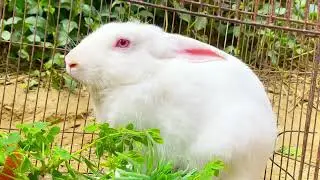 Beautiful Animal Sounds (Rabbit) | Rabbit Sounds Effects #rabbit#74#rabbitrescue 