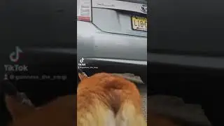 Corgi&rsquo;s Wiggle Butt