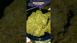EXOTIC BOUTIQUE Beazy Dolphinz from Simplymary THCA FLOWER REVIEW #simplymary