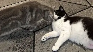 Cat Adorably Head Bumps Other Cat For Attention