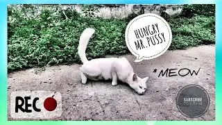 Street CAT | Asking me for food | I didn't have any food | I'm  pay sorry for her 😞#learntechindia18