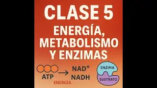 Energ&iacute;a, Metabolismo y Enzimas | Clase 5 Biolog&iacute;a Ingenier&iacute;a Ambiental | Aut&oacute;trofos y Heter&oacute;trofos