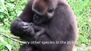 World Gorilla Day! 🦍