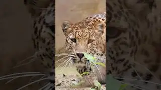 Uttarakhand Zoo | Malsi Deer Park Dehradun | India Zoo | Wildlife | देहरादून का चिड़ियाघर |  #travel