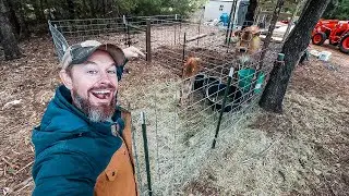 Cow Pen Build for Family Milk Cow & Calf