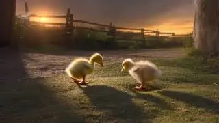 Duckling Meets Chick | Heartwarming Farmyard Moment