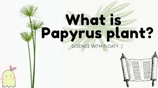 What Is Papyrus Plant?