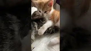 Boy Kitten kiss sister Kitten love affection free Byrd