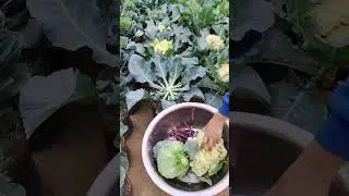 Beautiful Roof Top Garden #satisfying #short