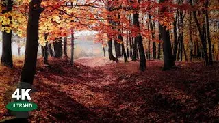 Beautiful nature scenes and calming spa music while you relax &copy; 4K Video Nature