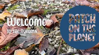 Patch on the Planet - Autumn - October: Nature's Colourful Transformation Through Drone's Eye View