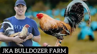 JKA BULLDOZER Big Farm Philippines Free Range Feeding Time 2025 🇵🇭