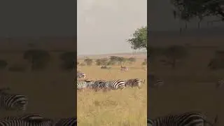 Africa: Fun Facts - Largest Wildlife Immigration Serengeti, Part 12