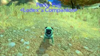 Perky Pug (Looking For Multitudes)