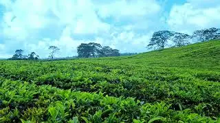 Calm Morning Walk in a Tea Garden | Birds Only, No Music