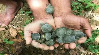 voy a revisar los 3 huevos de tortugas y encuentro todas estas tortugas bebé