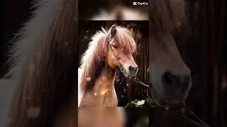 Isl&auml;nder 🩵 #isl&auml;nder #island#horse#t&ouml;lt#pass