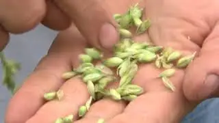 AGROSAVA