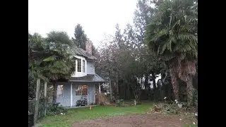Big Palm Trees in Growing zone 8a/8b  Canada