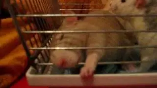 Ratten im Transportk&auml;fig