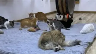 Feeding Street Cats is live!