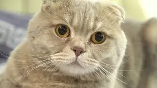 Cat Owners Beware The Hidden Dangers of Indoor Cats!
