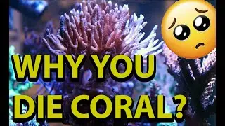 Why Did This Coral Suddenly Die ?