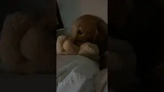 Dog Hiding When Watching Scary Movie 😂🥺 (🎥: contentbible)