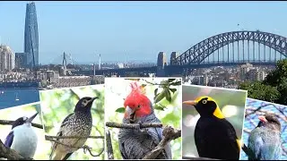 Amazing Birds @ Australian Forest Aviary, Taronga Zoo, Sydney