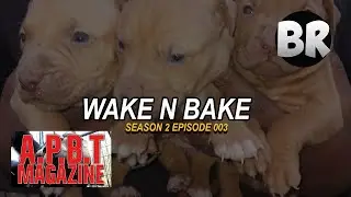 WAKE N BAKE 003 || GET YOU COPY TODAY || A.P.B.T. MAGAZINE | STUD CONTRACTS & PUP BACKS