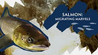 Why our Salmon aka ‘King of Fish’ are migrating marvels | Save Our Wild Isles
