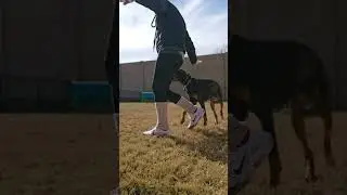 Miss Eris: off leash e-collar work at the park.
