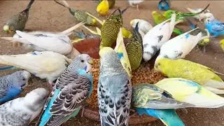 Budgies birds Sounds | Beautiful Australian Parrot Sounds | Beautiful Birds Eating Food 