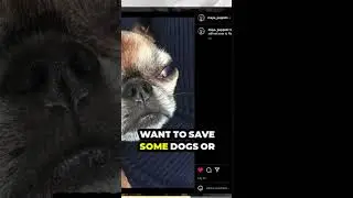 Who&rsquo;s the Best? Unveiling Minecraft&rsquo;s Top Dog!